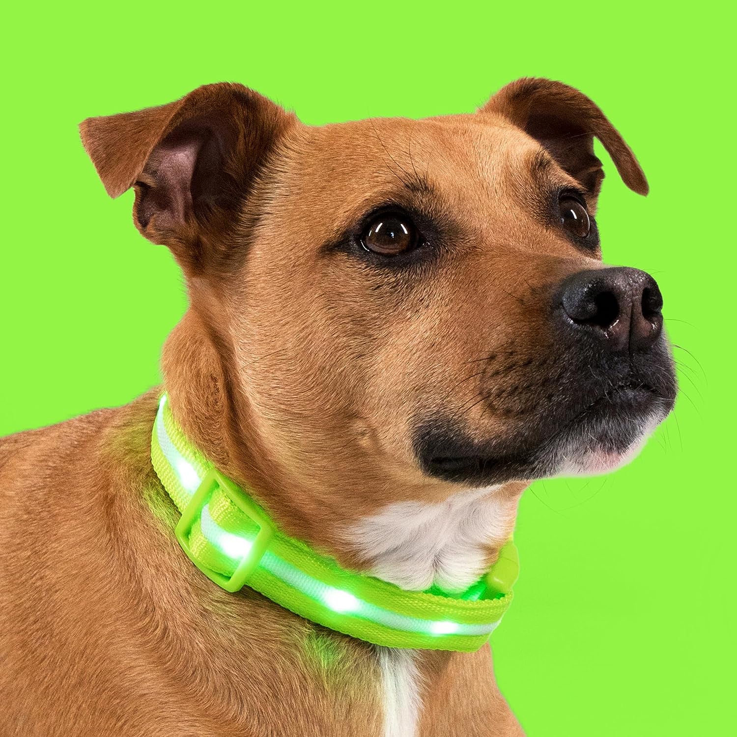 LED Dog Collar - Original USB Rechargeable, Waterproof Design with 1,000 Feet Visibility - Suitable for Small, Medium, and Large Dogs - US Brand